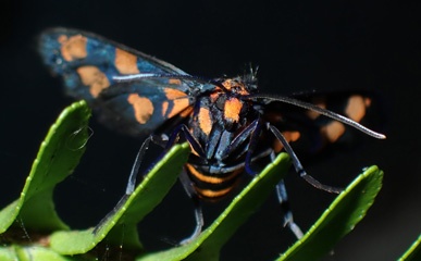Moth
